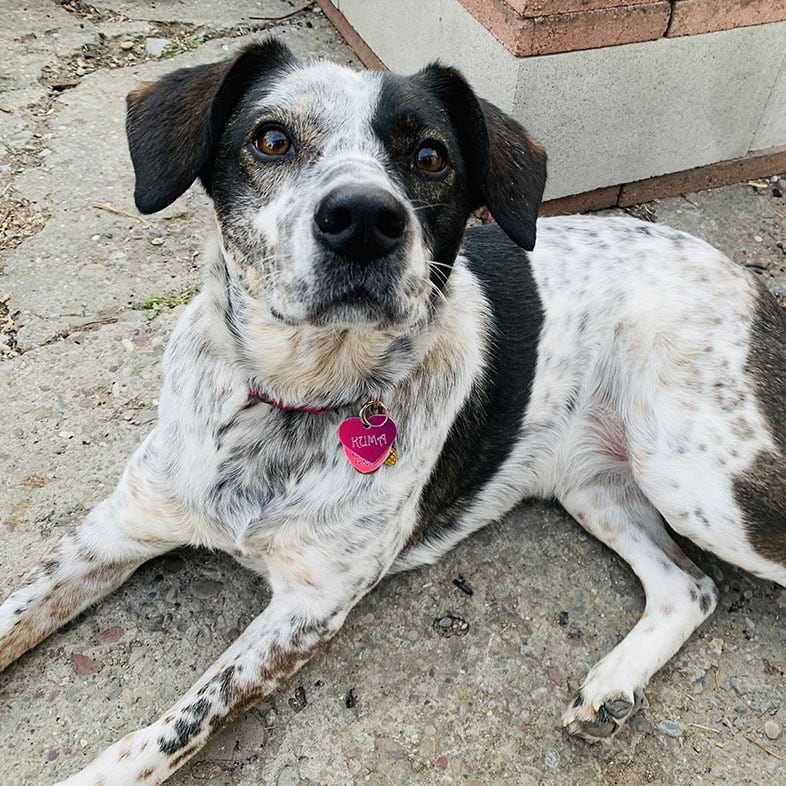 Dog Lying Looking Up at Camera | Taste of the Wild