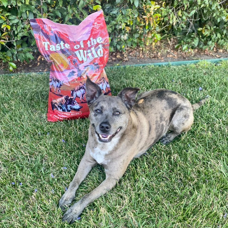 Dog Lying Next to Taste of the Wild Food Bag | Taste of the Wild