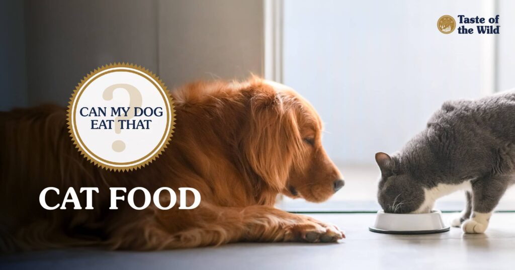 An interior graphic with text that reads ‘Can my dog eat cat food? Yes, but they shouldn’t’.