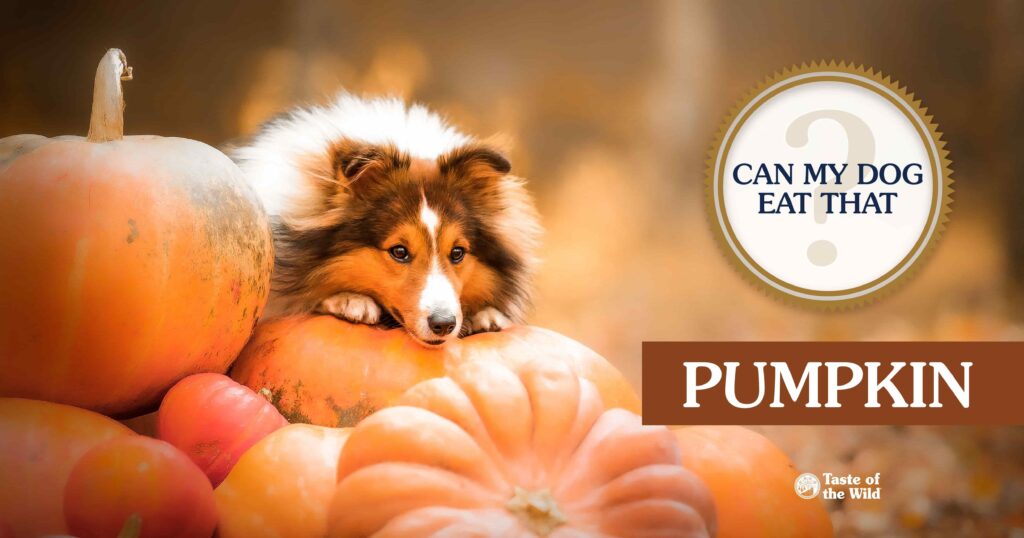 The Verdict - Dogs Can Eat Pumpkin Infographic