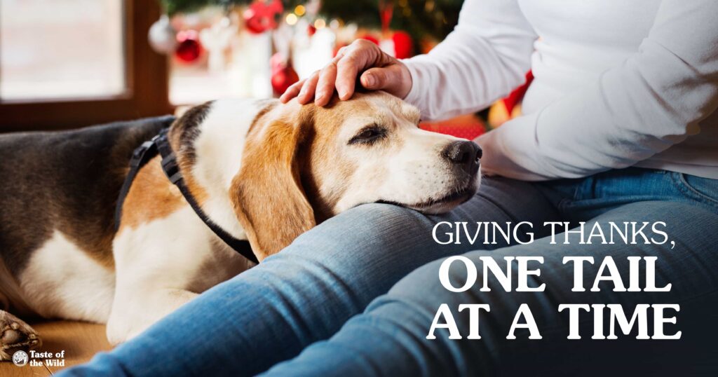 A dog lying with its head in its owner’s lap on the floor next to a Christmas tree.