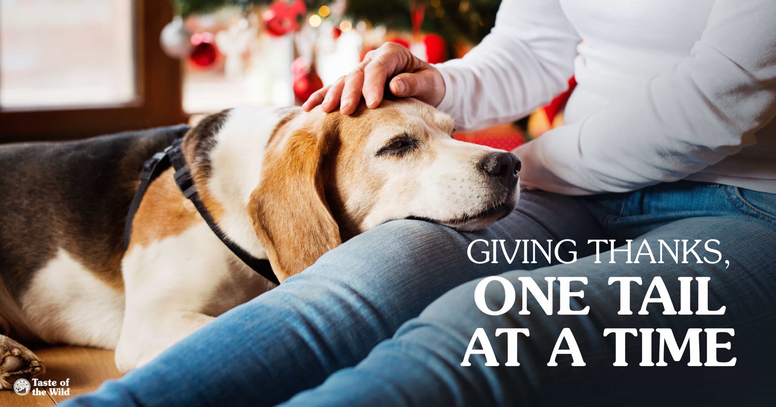 A dog lying with its head in its owner’s lap on the floor next to a Christmas tree.