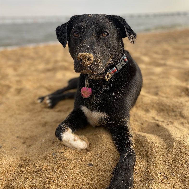 Dog Lying with Sand on Nose | Taste of the Wild