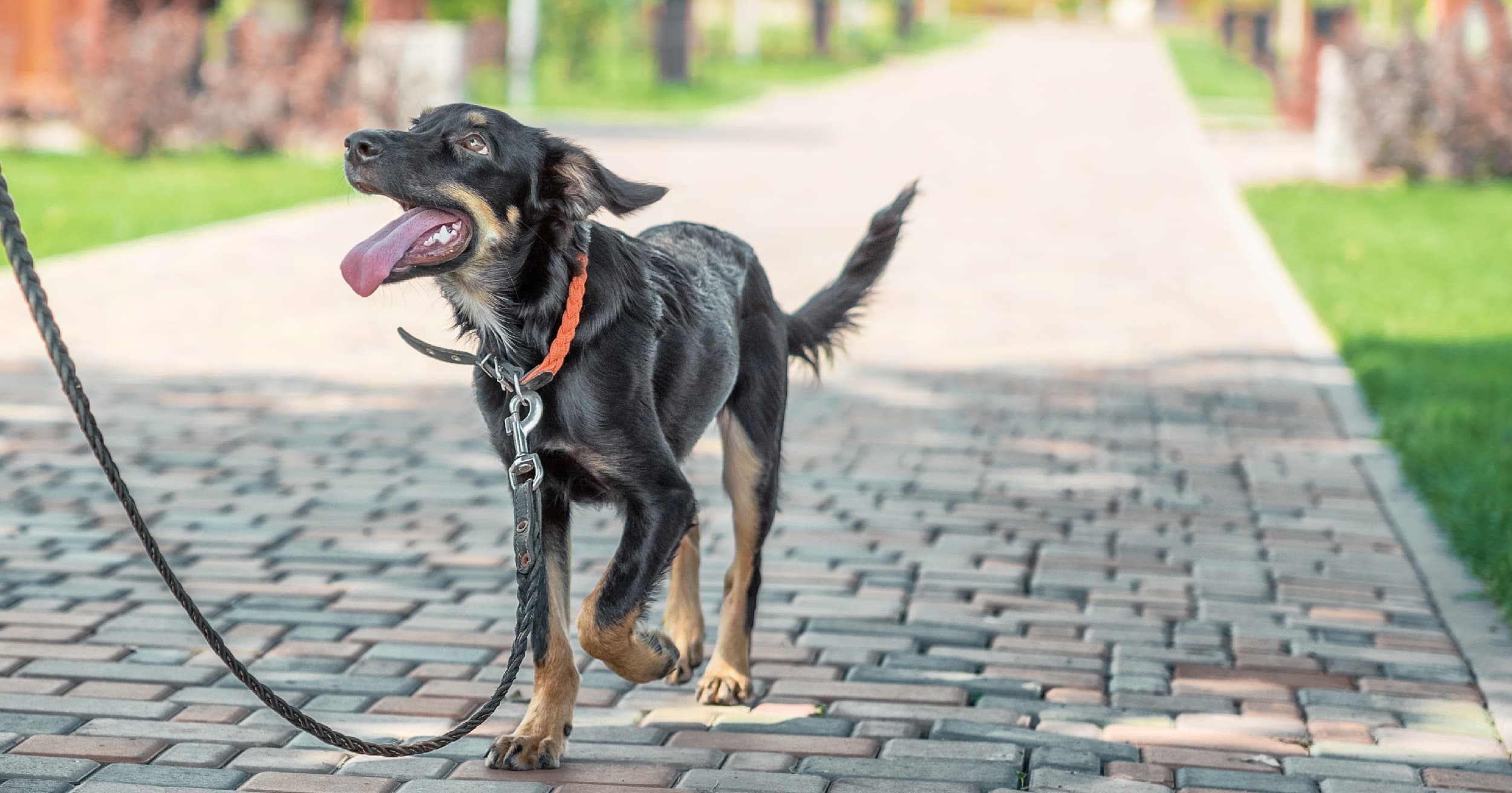 A black and tan dog walking on a leash outside.