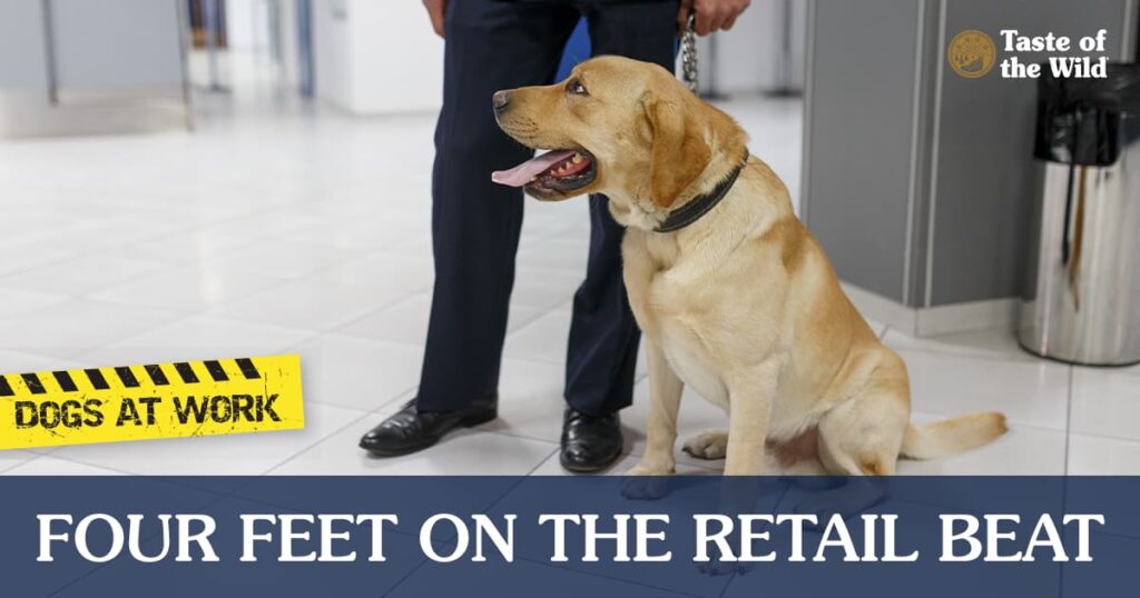 A dog on a leash sitting on the floor in a store.