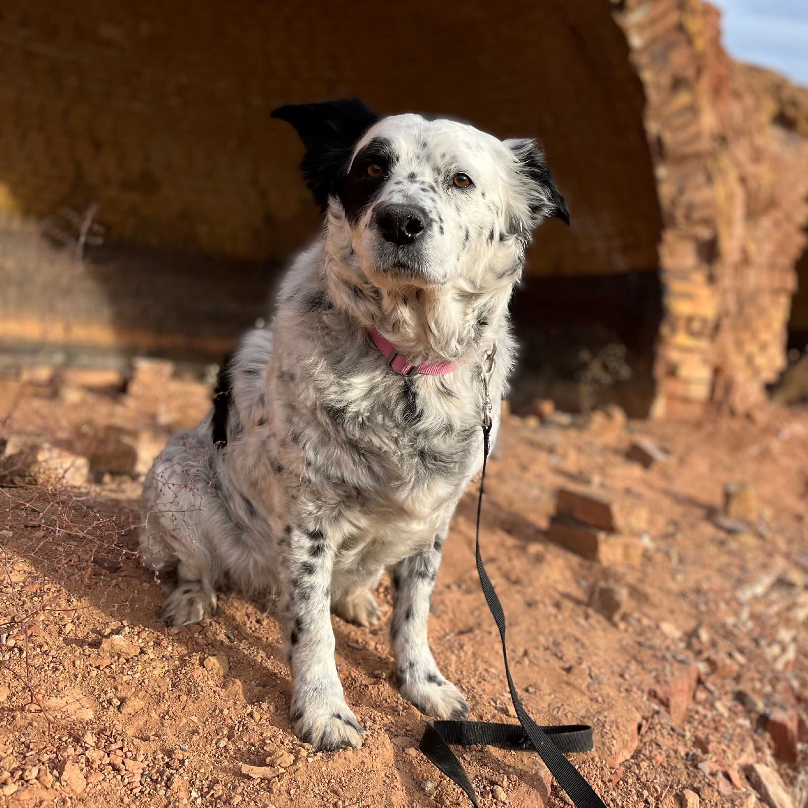Dog on Leash Standing on Red Sand | Taste of the Wild