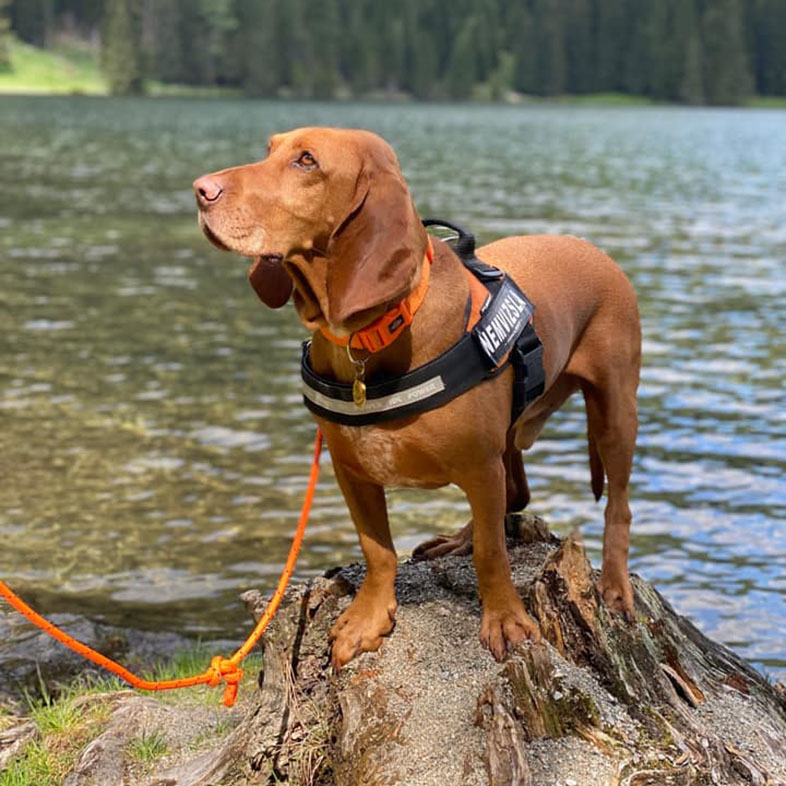 Dog on a Log in Water | Taste of the Wild