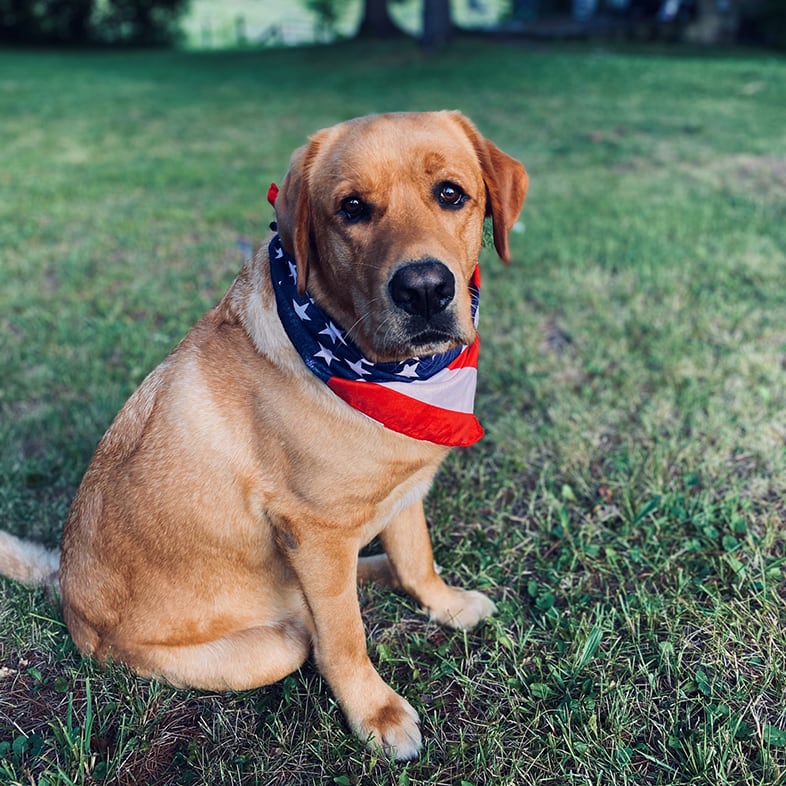 Dog Outside Wearing Bandana | Taste of the Wild
