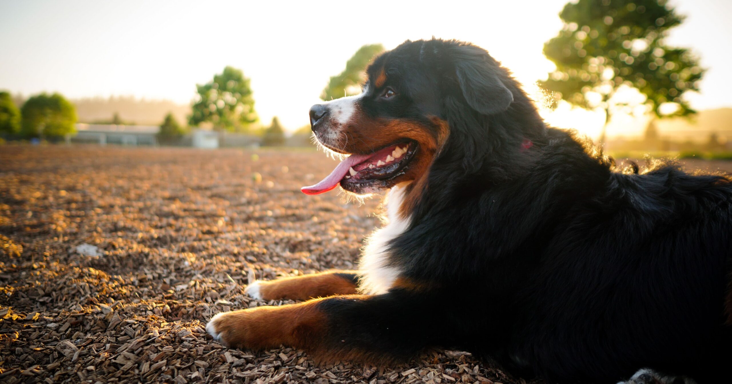 A dog panting while lying on the ground in the sun.