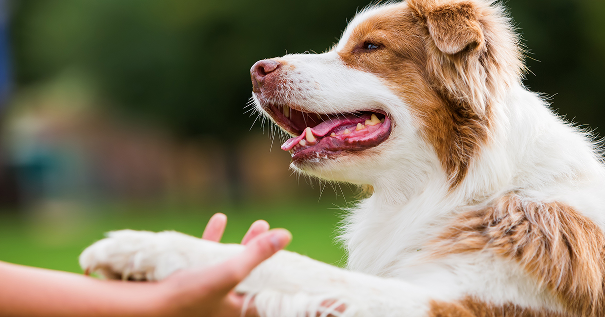 A white and brown dog holding its paw out to shake with a human hand.