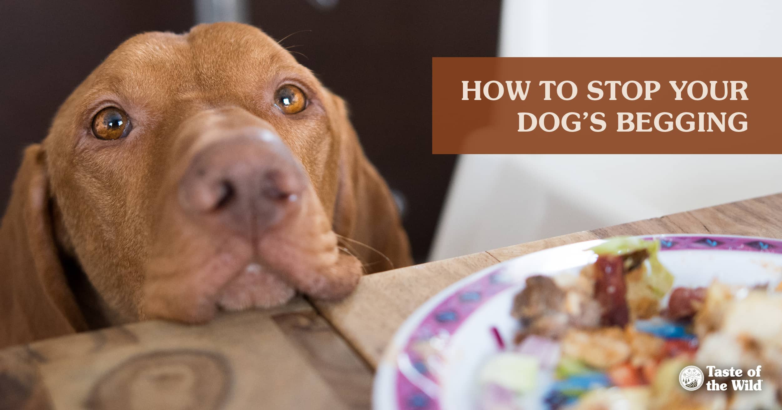 Dog Begging for Food