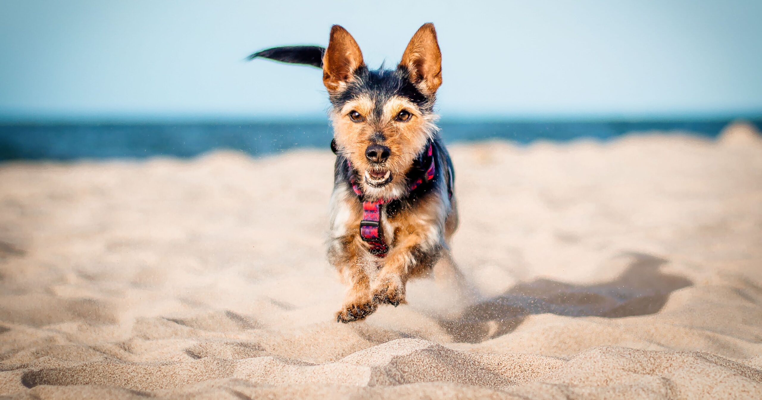 A dog panting while lying on the ground in the sun.