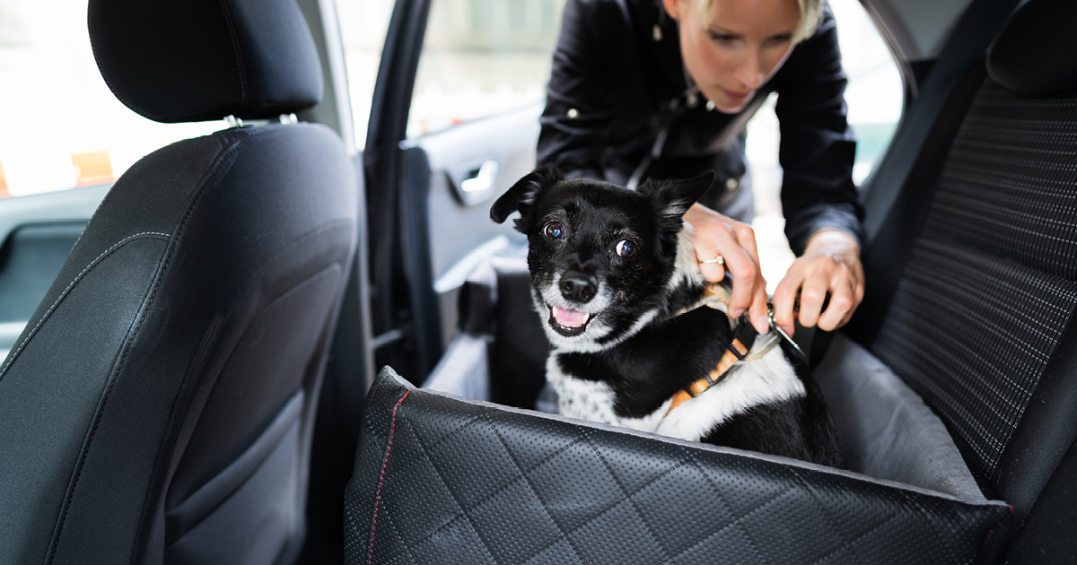A black and white dog being secured in the backseat of a car.