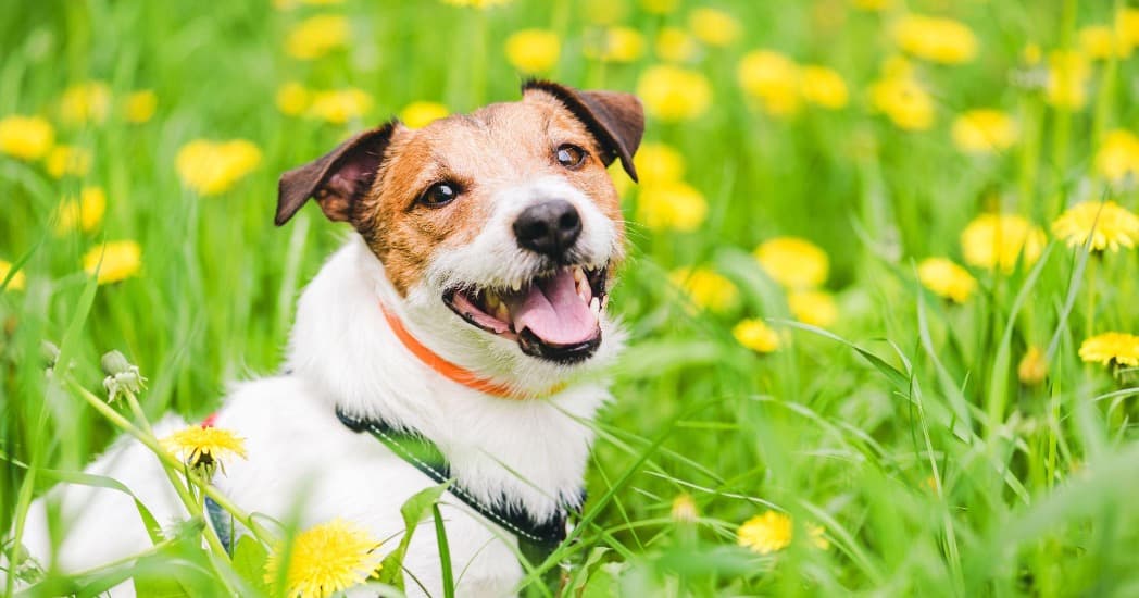 A white and tan dog standing in a field of grass and dandelions.