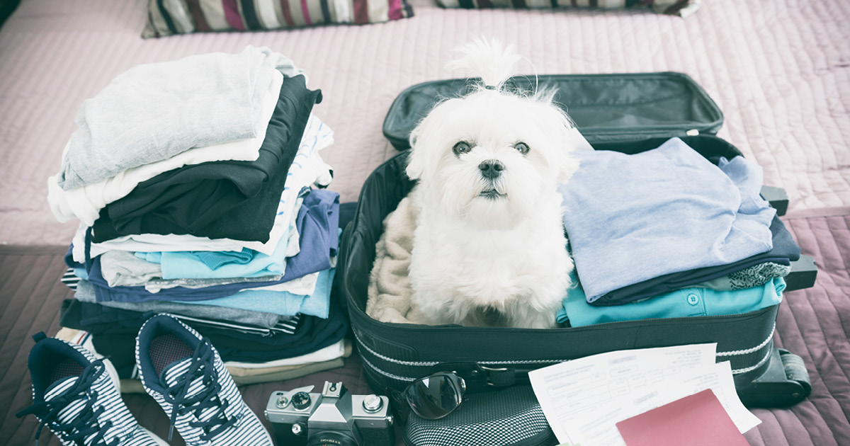 A white dog sitting in a suitcase on top of folded clothes.