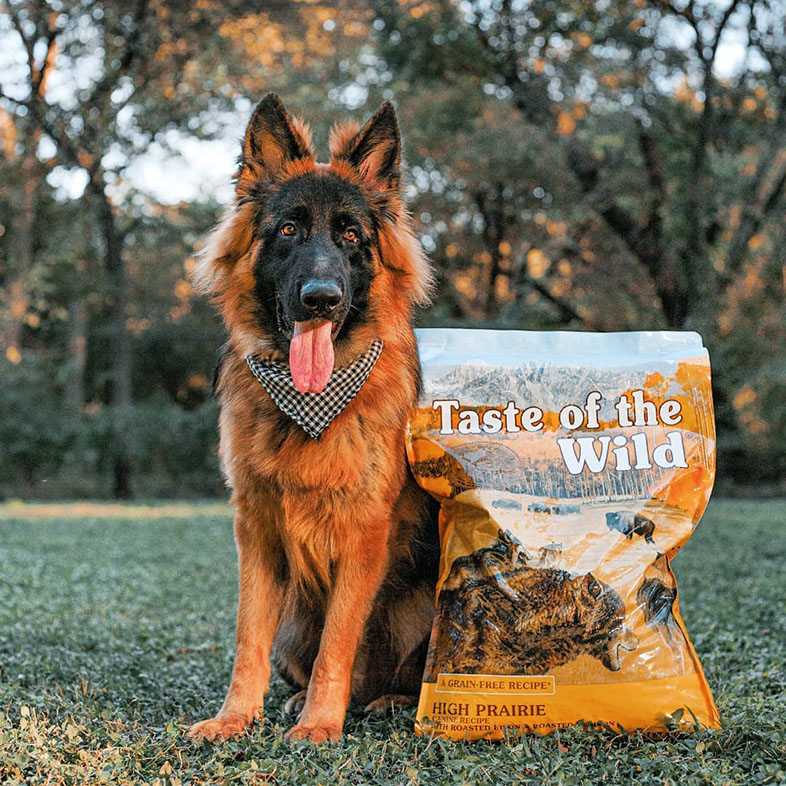 German Shepherd Next to Taste of the Wild Food Bag | Taste of the Wild