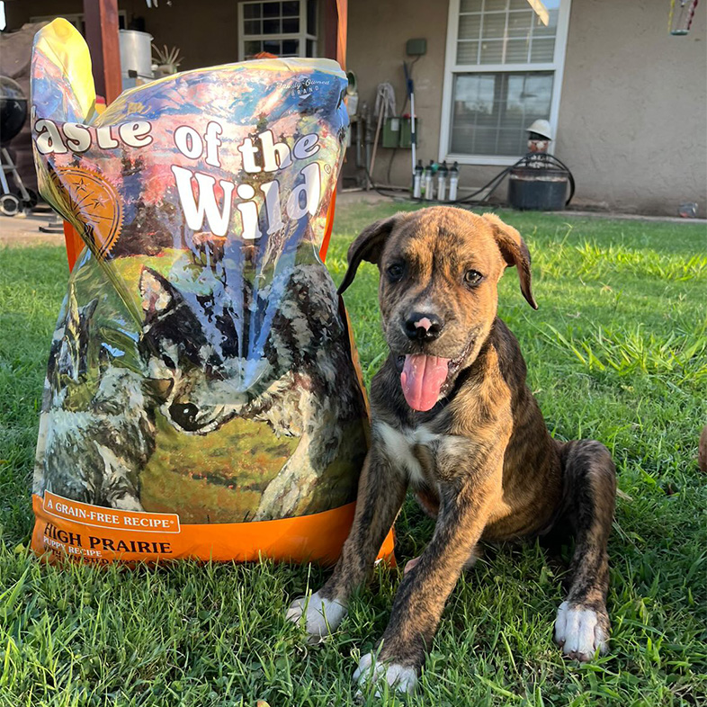 Dog Sitting Next to Taste of the Wild Food Bag | Taste of the Wild