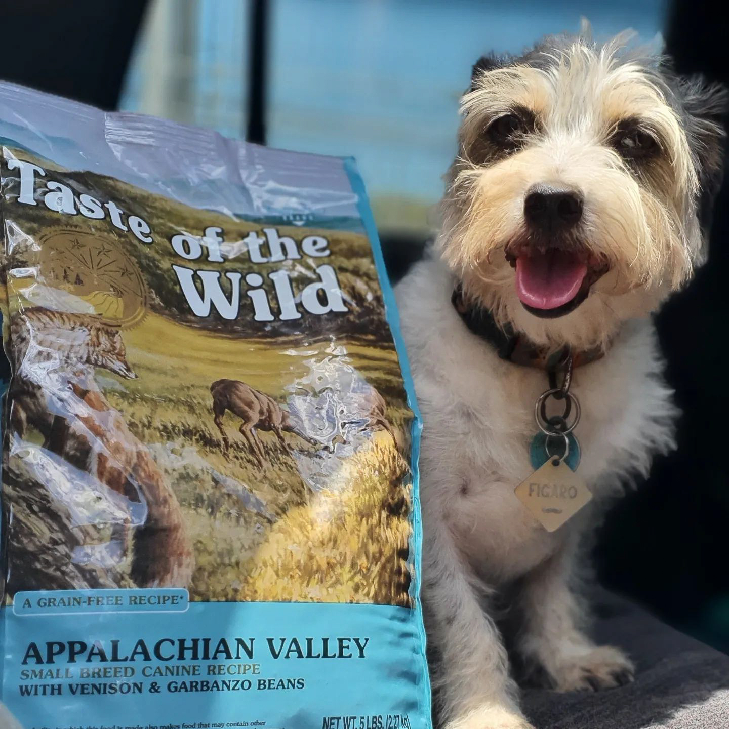Dog Sitting Next to Taste of the Wild Food Bag | Taste of the Wild