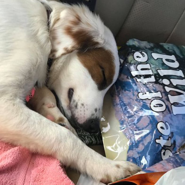 Dog Sleeping On Taste Of The Wild Dog Food Bag | Taste of the Wild