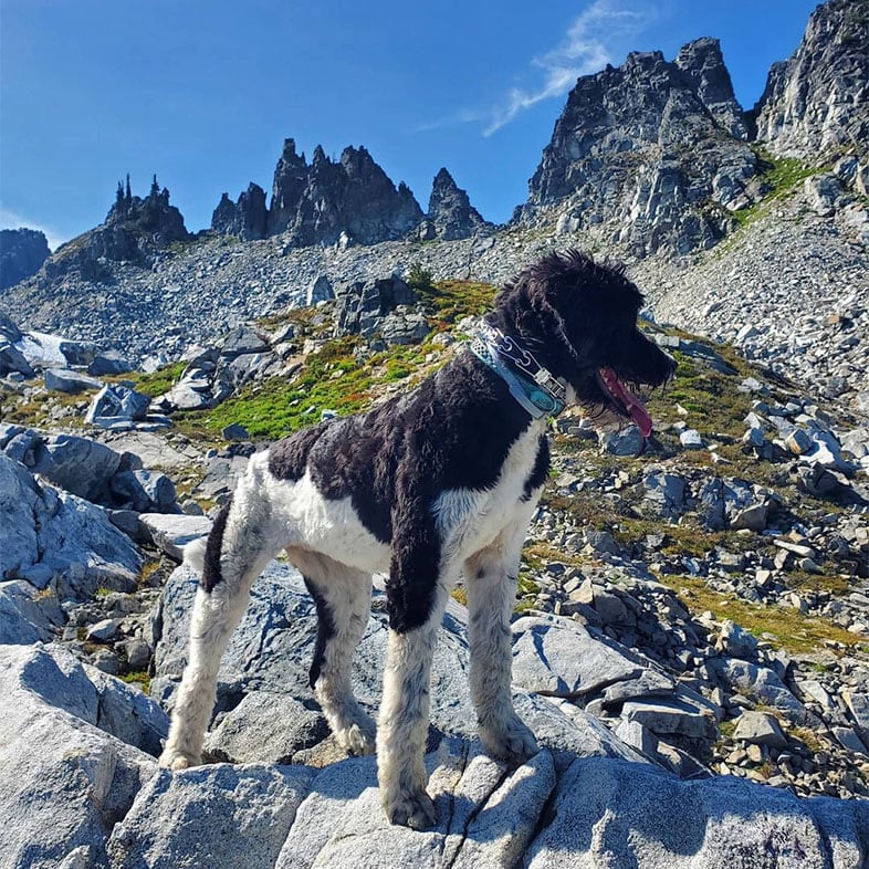 Dog Standing on Rock in the Mountains | Taste of the Wild