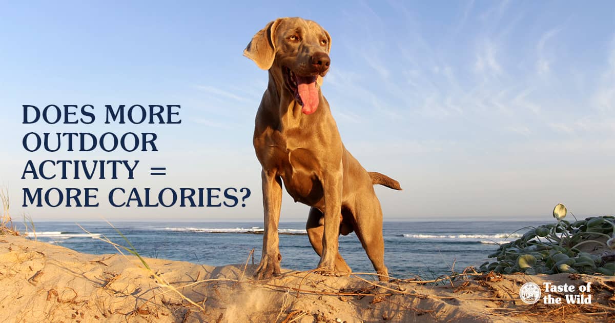 A dog standing on a sand dune on the beach.