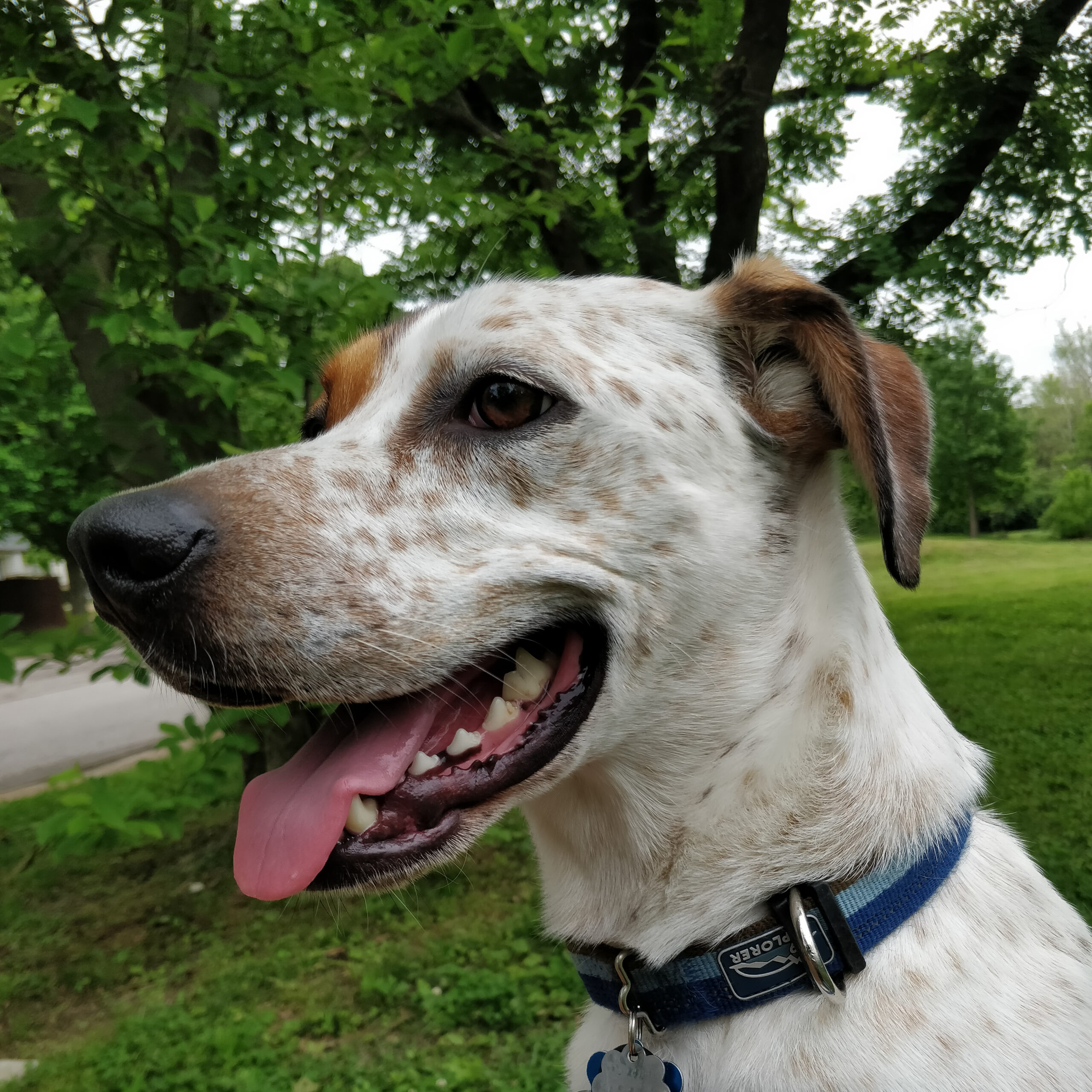 Dog Sticking Tongue Out Looking Sideways | Taste of the Wild
