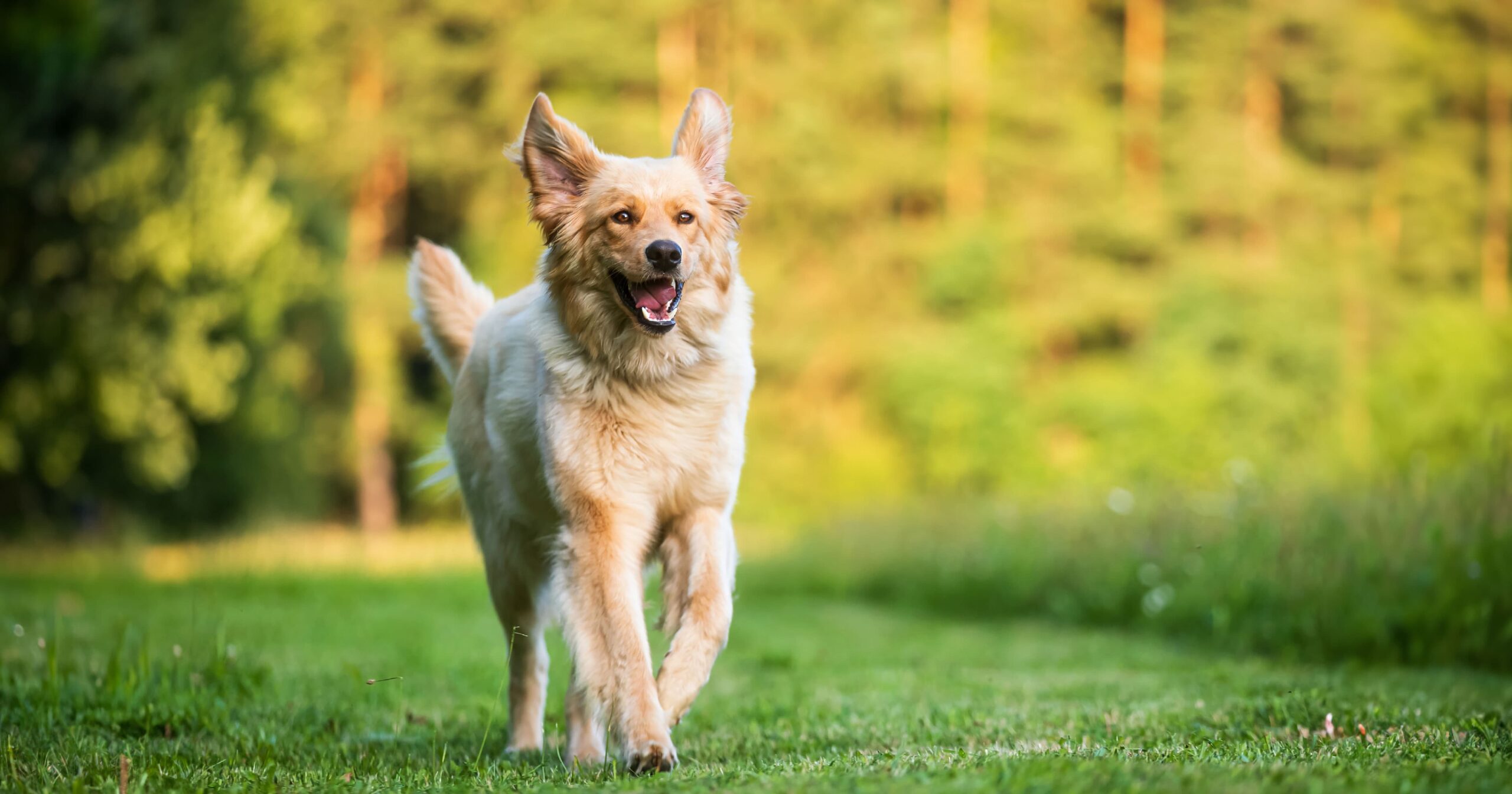 A dog walking on green grass with his ears perked up.