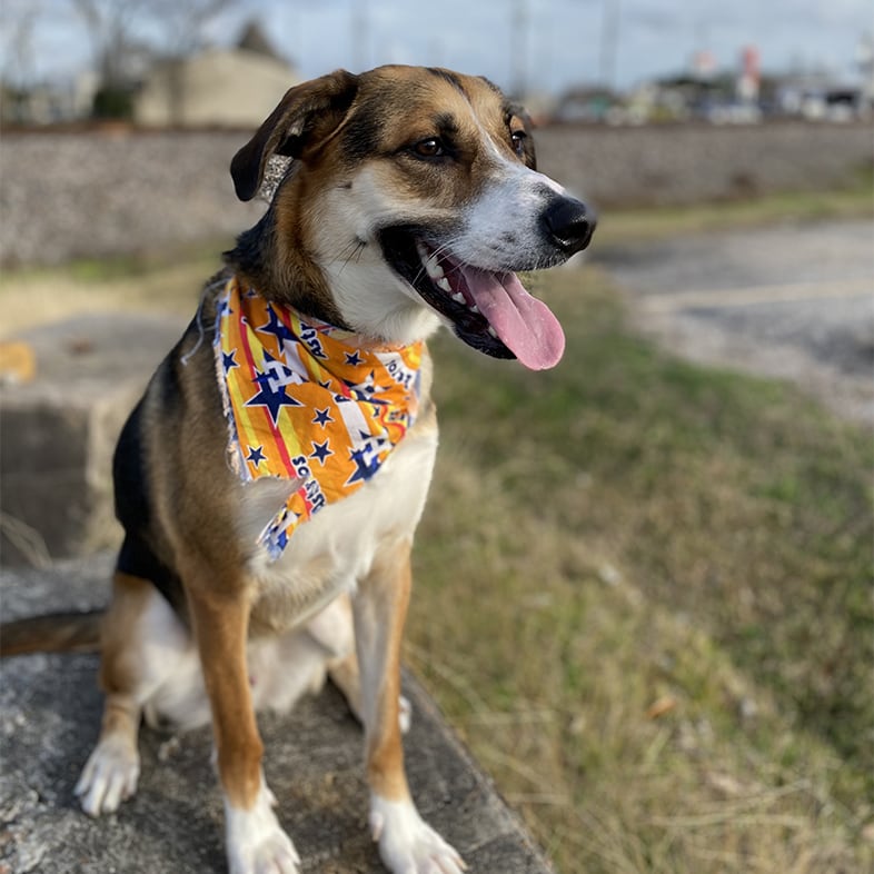 Dog Wearing a Bandana With Tongue Sticking Out | Taste of the Wild