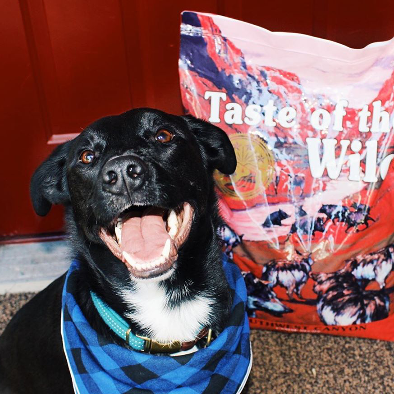 Border Collie and Lab Mix with Bag of Dog Food | Taste of the Wild