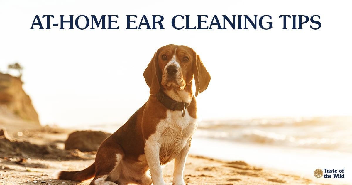 A dog with long ears sitting on the beach at sunset.