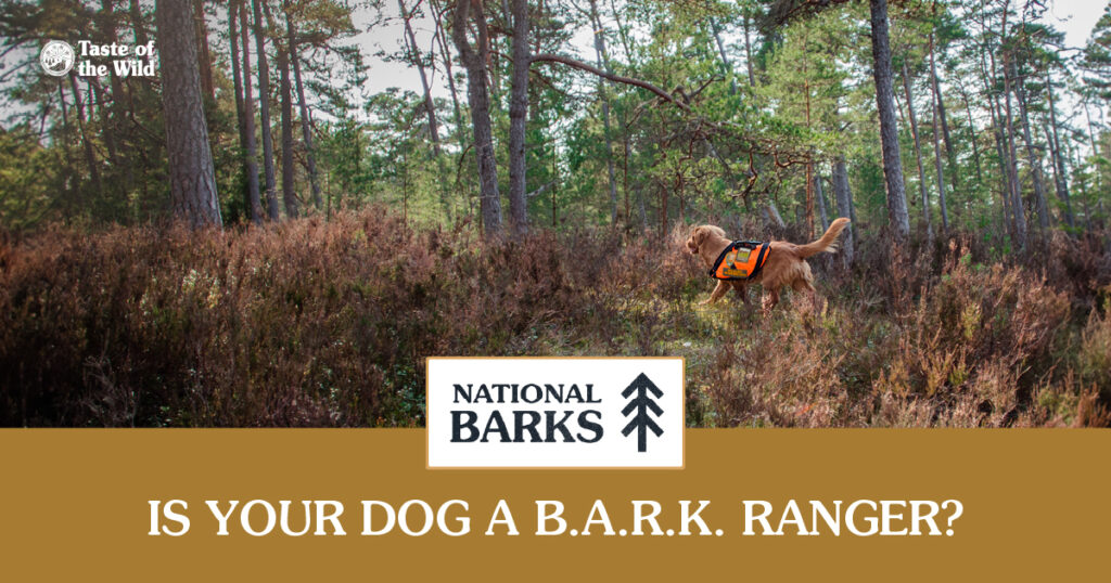 A dog with a ranger vest on walking through a forest.