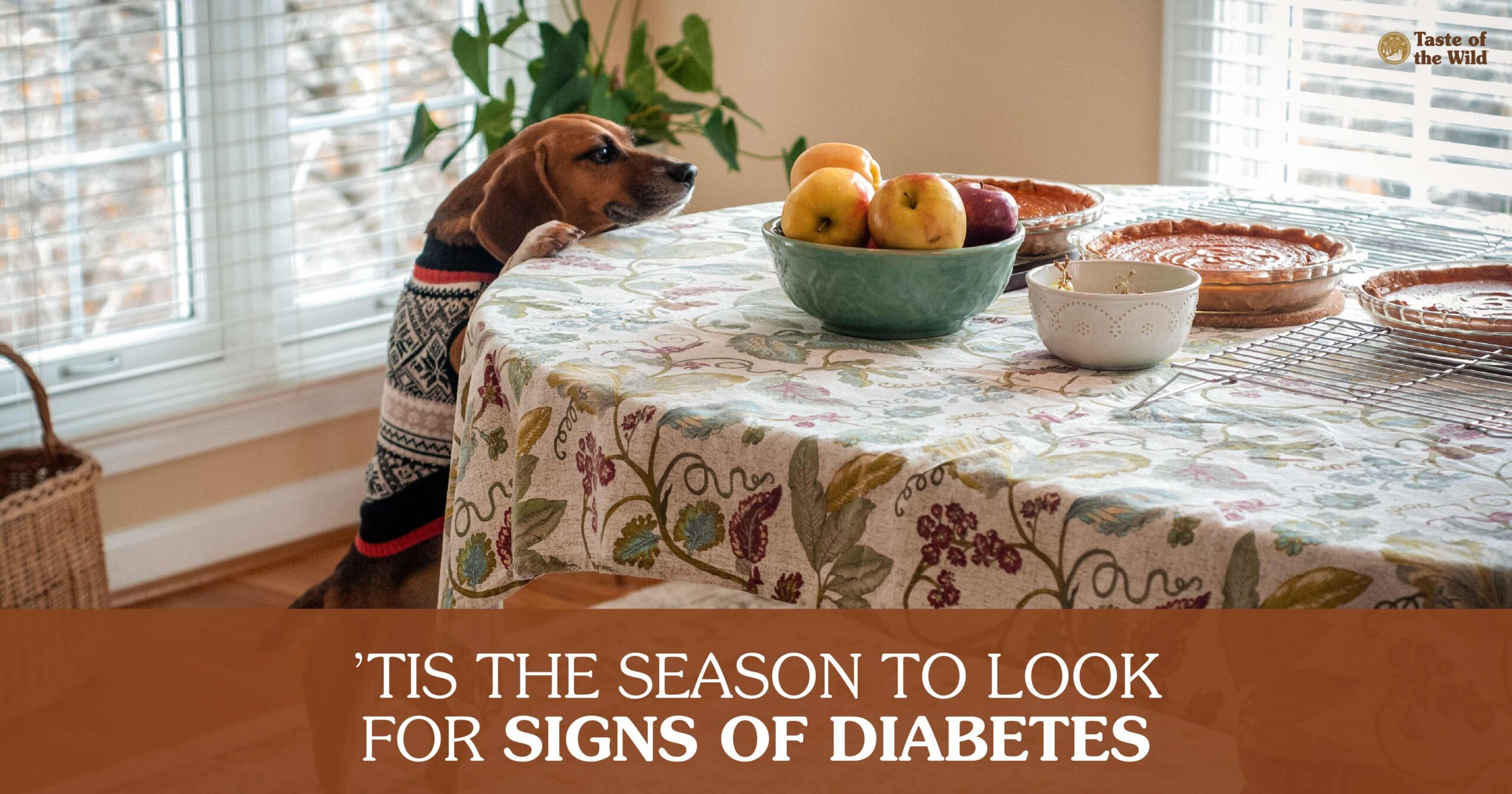 A dog with its two front paws up on a table sniffing an assortment of pies and other holiday treats.