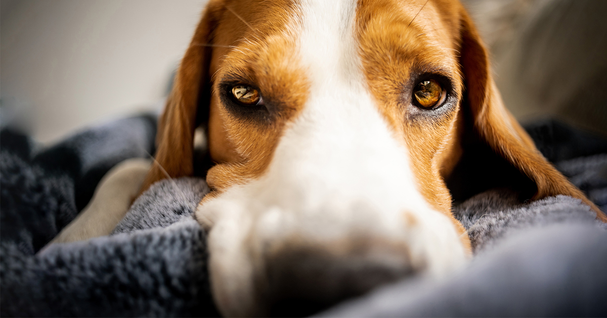A close-up of a dog lying on a blanket.