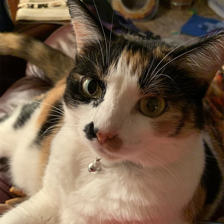 Domestic Cat Looking at Camera | Taste of the Wild