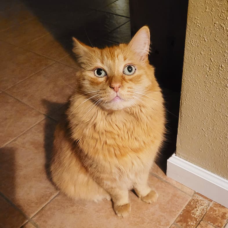 Orange Domestic Cat Sitting on the Ground and Looking Up | Taste of the Wild