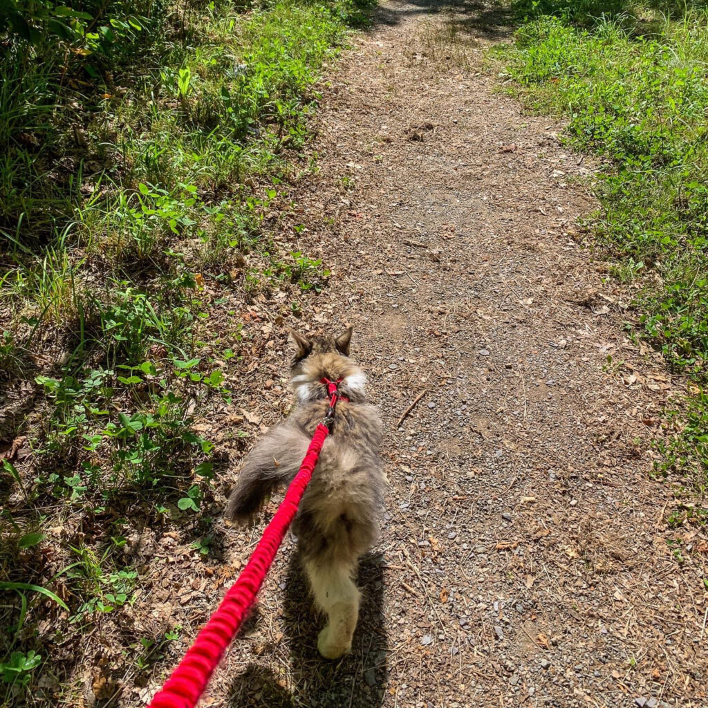 Domestic Long Hair Walking on a Leash | Taste of the Wild