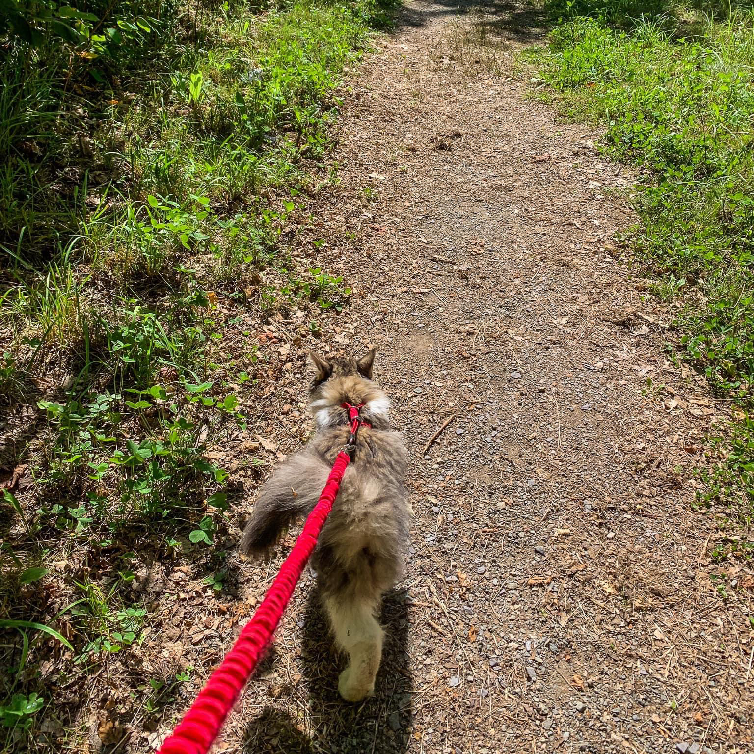 Domestic Long Hair Walking on a Leash | Taste of the Wild