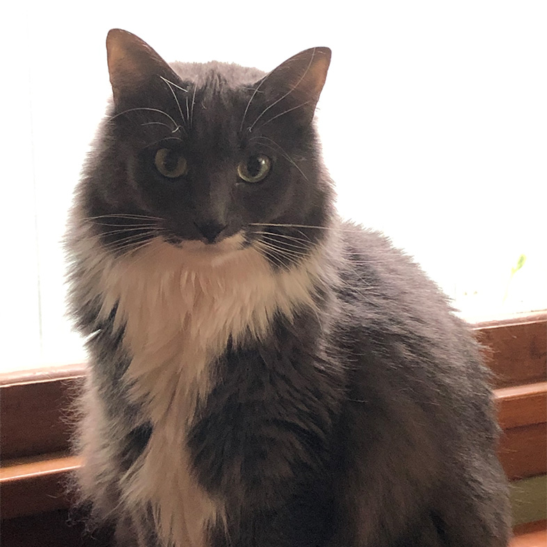 Longhair Cat Sitting by Window | Taste of the Wild