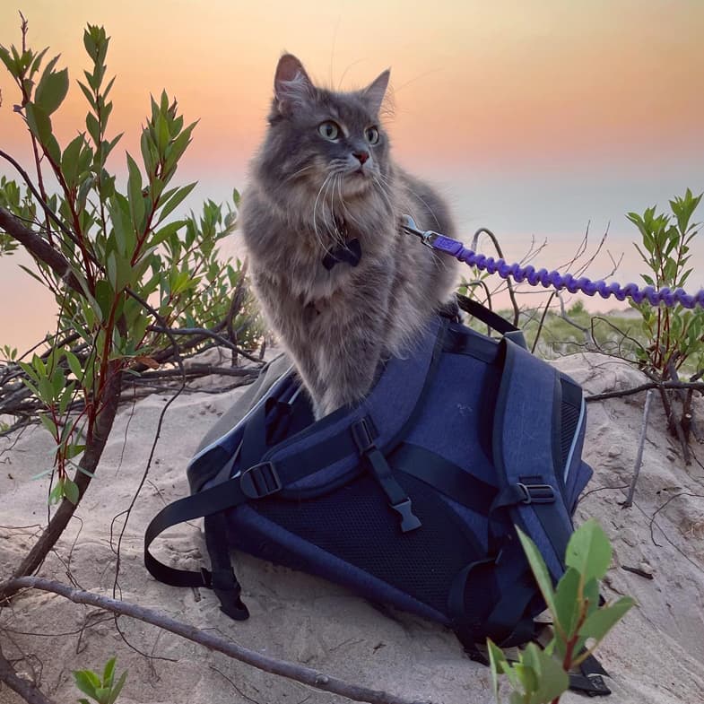 Domestic Longhair Standing on Hiking Backpack | Taste of the Wild