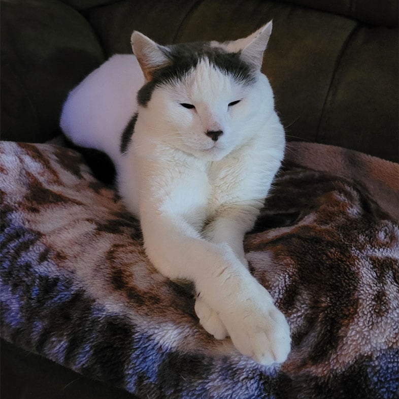 Domestic Shorthair Cat Lying on Couch | Taste of the Wild