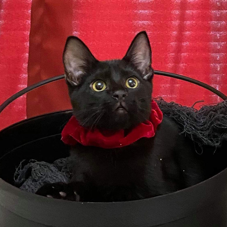 Domestic Shorthair Cat in Bucket Looking Up | Taste of the Wild