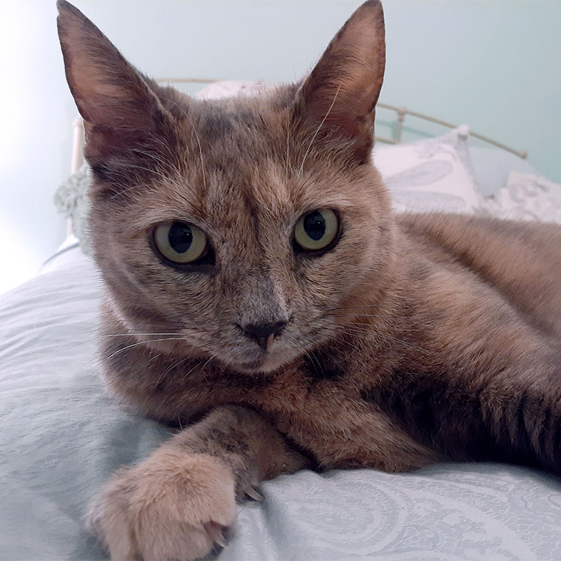 Domestic shorthair cat lying down on a bed.