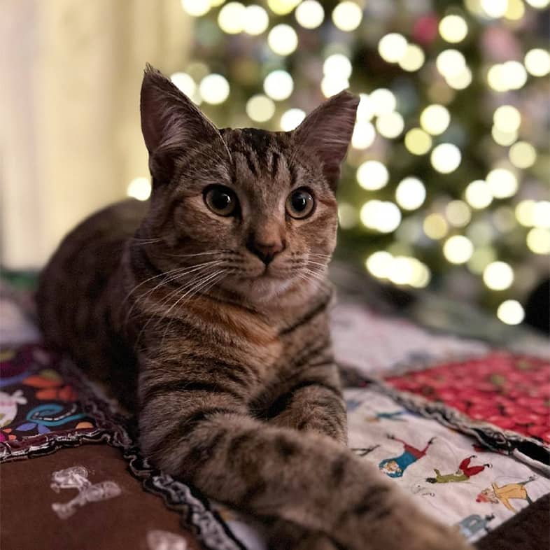 Domestic shorthair cat lying down on a patterned blanket in front of a lit-up Christmas tree.