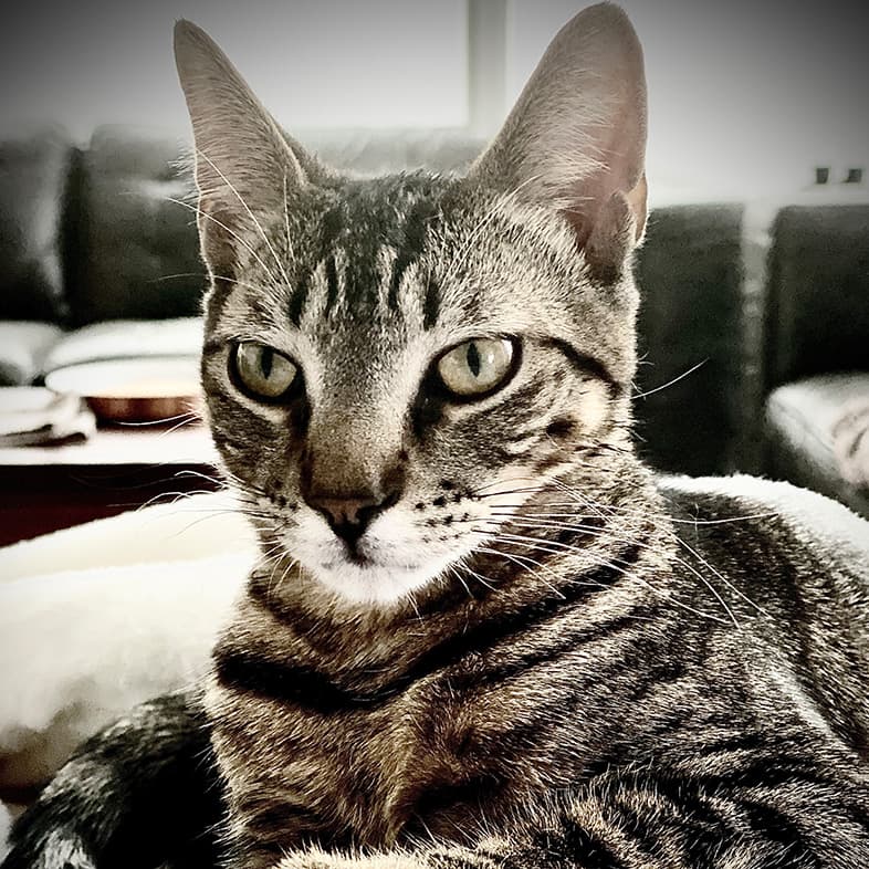 Domestic Shorthair Lying on Blankets | Taste of the Wild