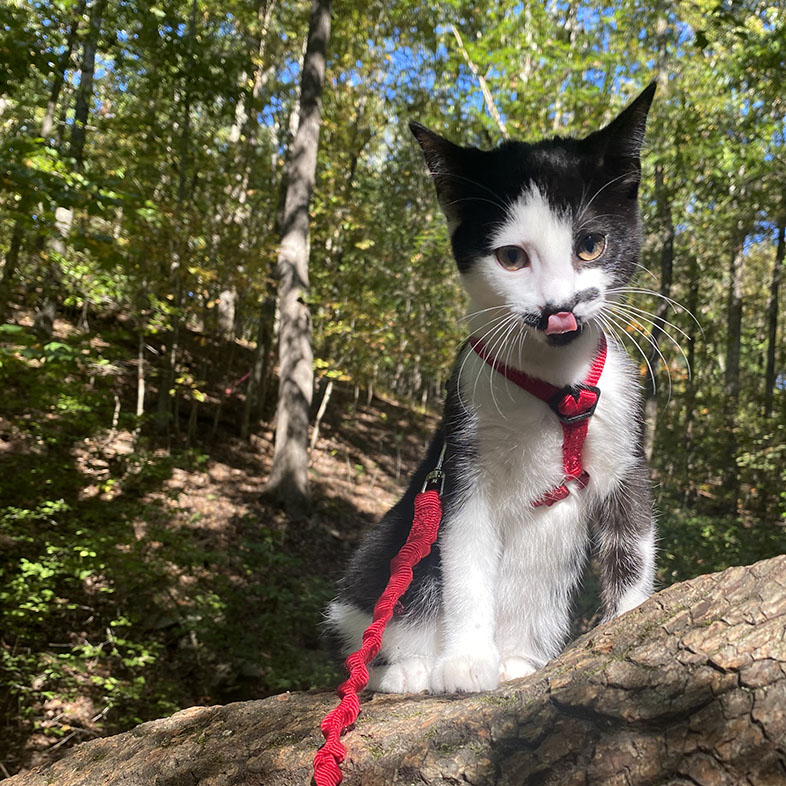 Domestic Shorthair Standing on Tree Trunk | Taste of the Wild