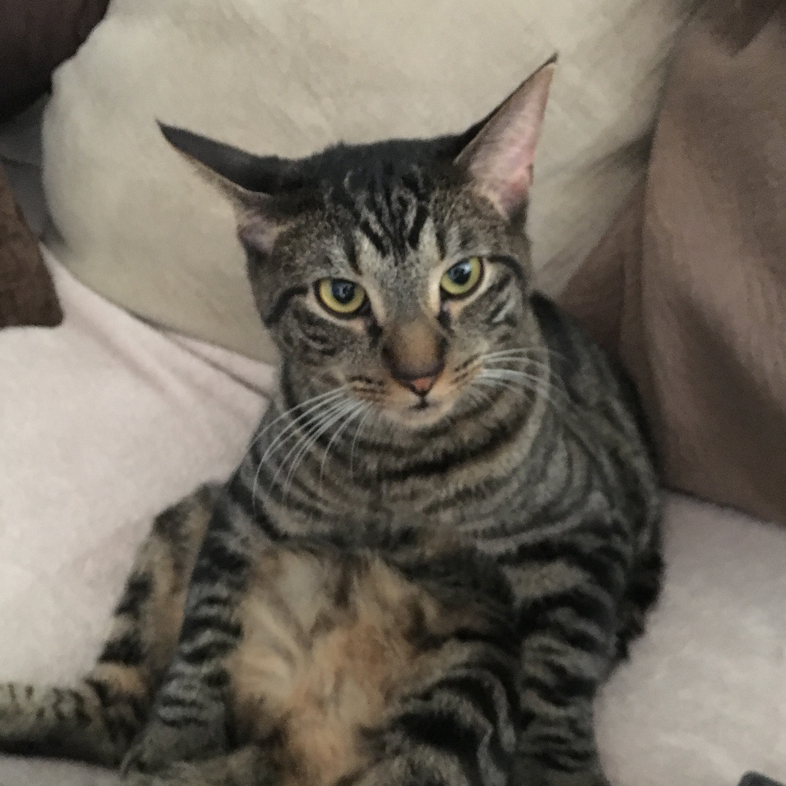 Domestic Shorthair Sitting Up on Couch | Taste of the Wild