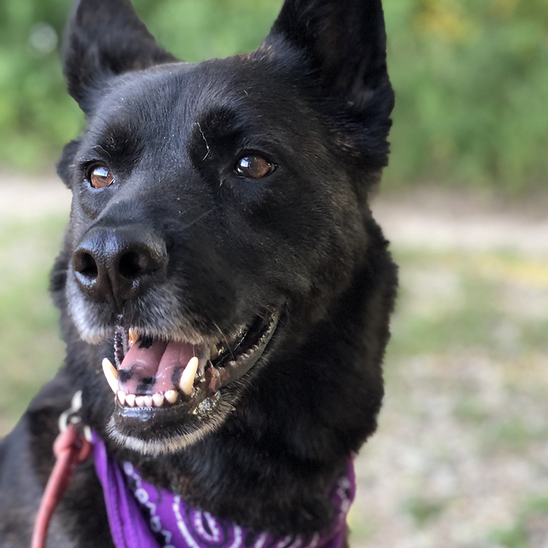 Dutch Shepherd Looking Sideways Smiling | Taste of the Wild