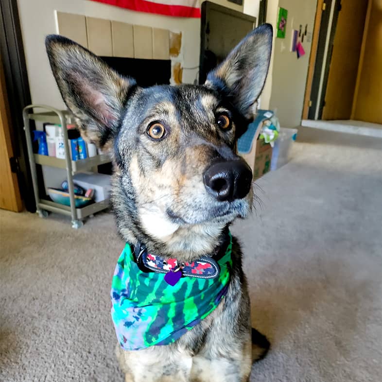A Dutch shepherd mix sitting and wearing a green print bandana.