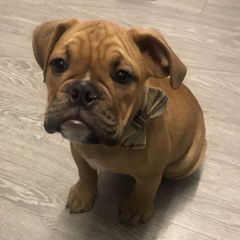 English Bulldog Puppy Looking Up at Camera | Taste of the Wild