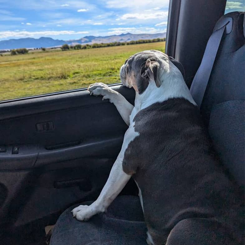 An English bulldog sitting in a car and looking out the window.